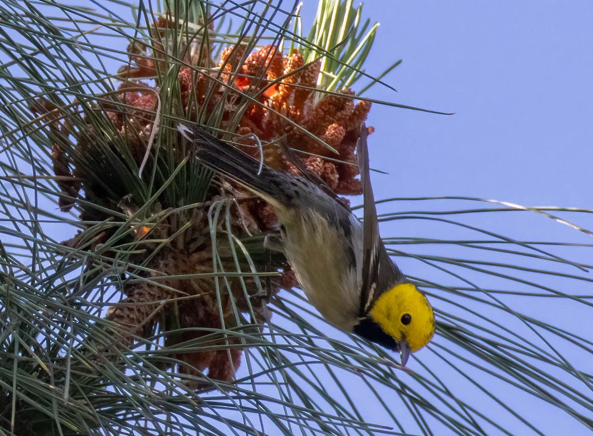 Hermit Warbler - ML619656270