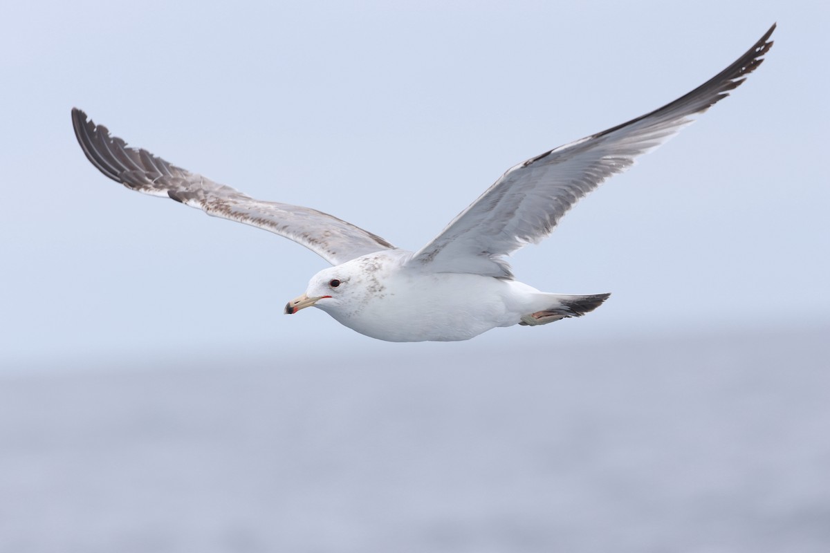 California Gull - Caleb Villar