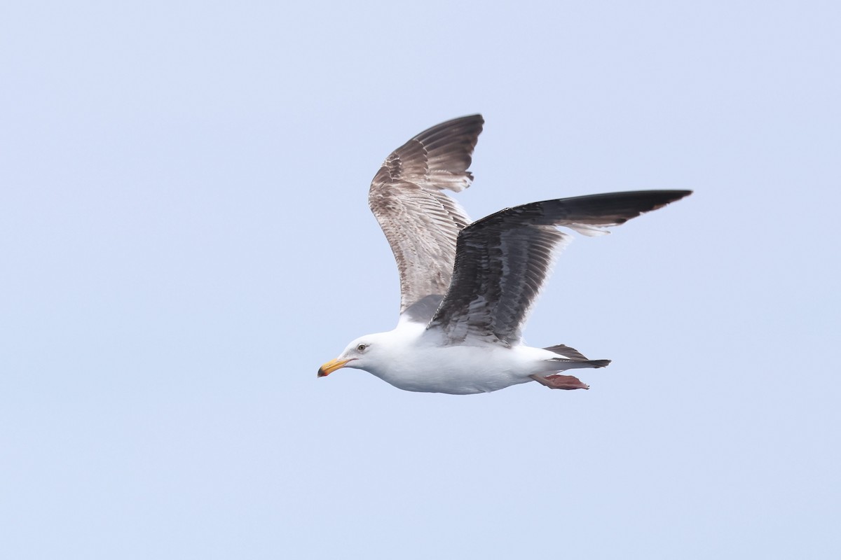 Western Gull - Caleb Villar