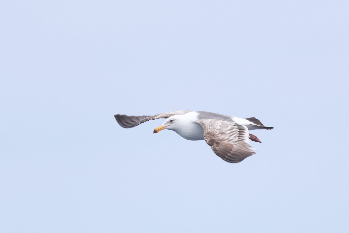 Western Gull - Caleb Villar