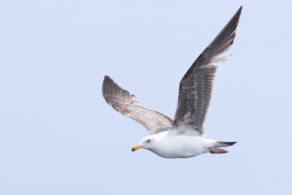 Western Gull - Caleb Villar