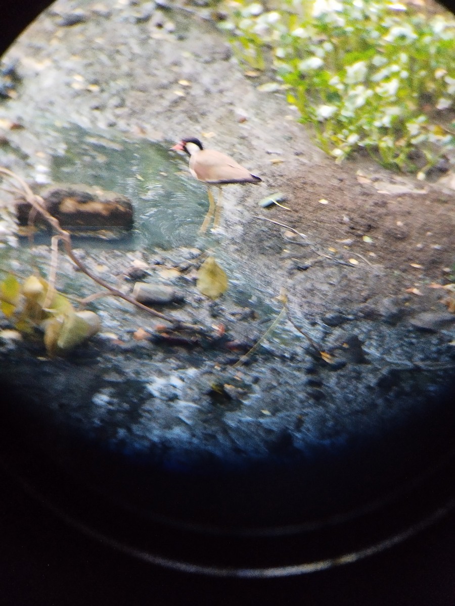 Red-wattled Lapwing - SWATI RAHANGDALE