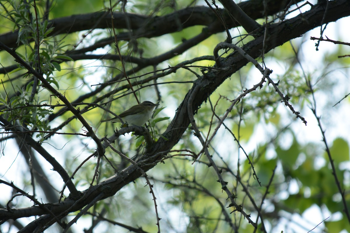 Red-eyed Vireo - Brinda Datla