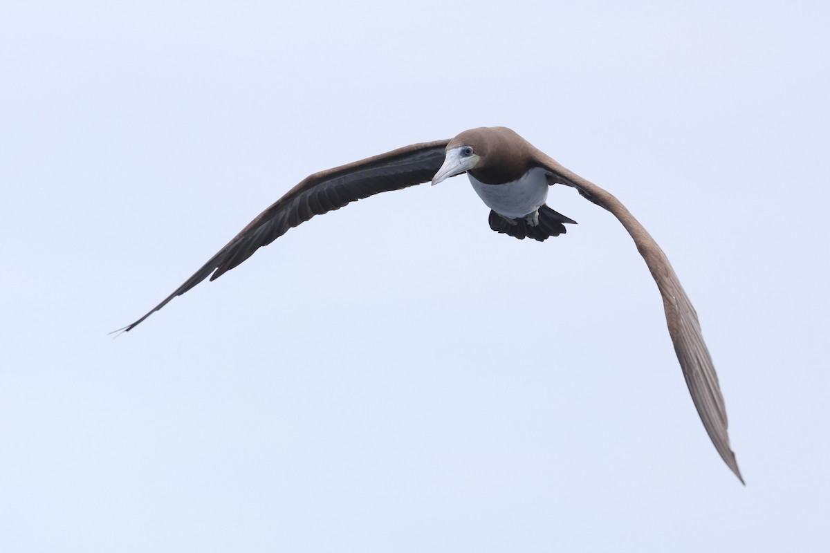 Brown Booby - Caleb Villar