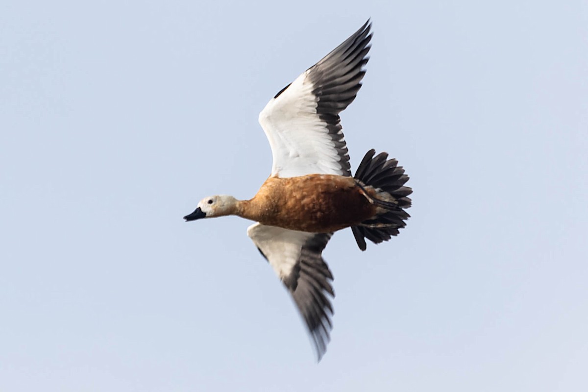 Ruddy Shelduck - Zebedee Muller