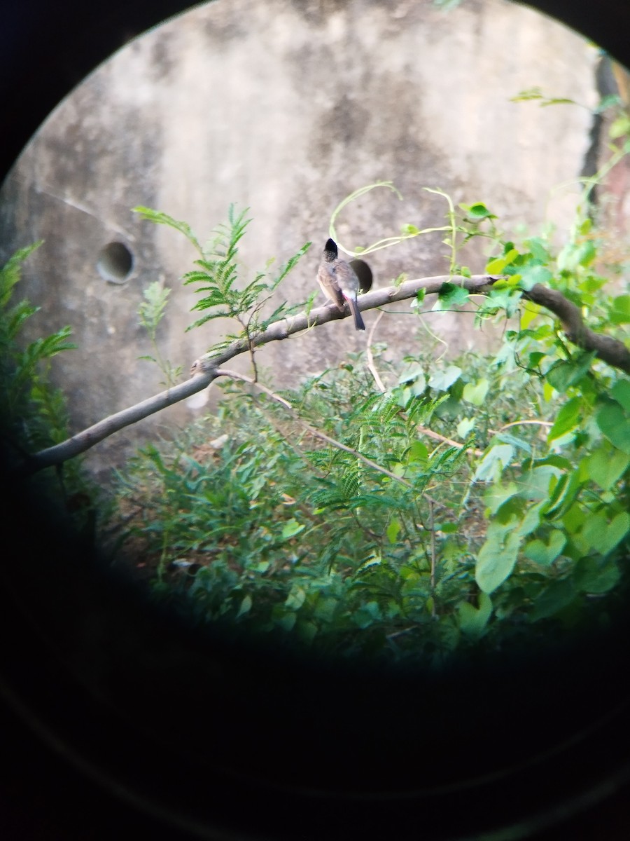 Red-vented Bulbul - SWATI RAHANGDALE