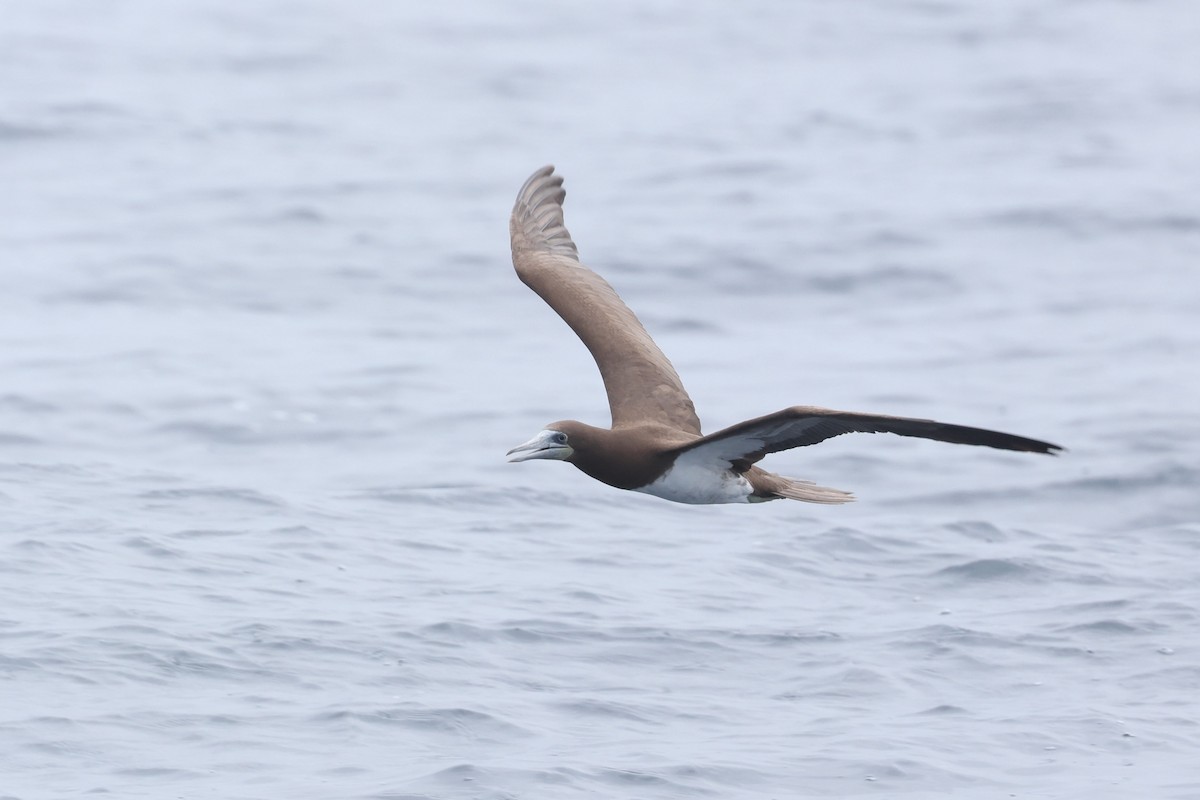 Brown Booby - Caleb Villar