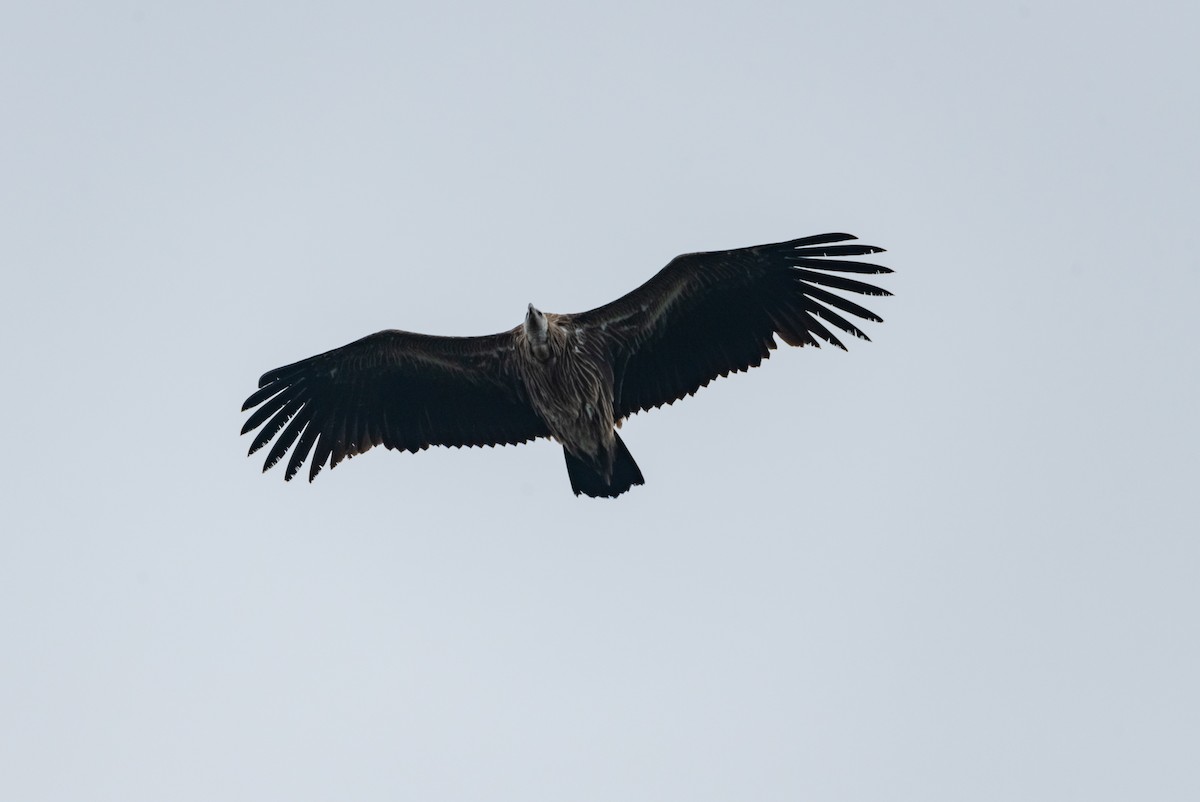 Himalayan Griffon - Arun Raghuraman