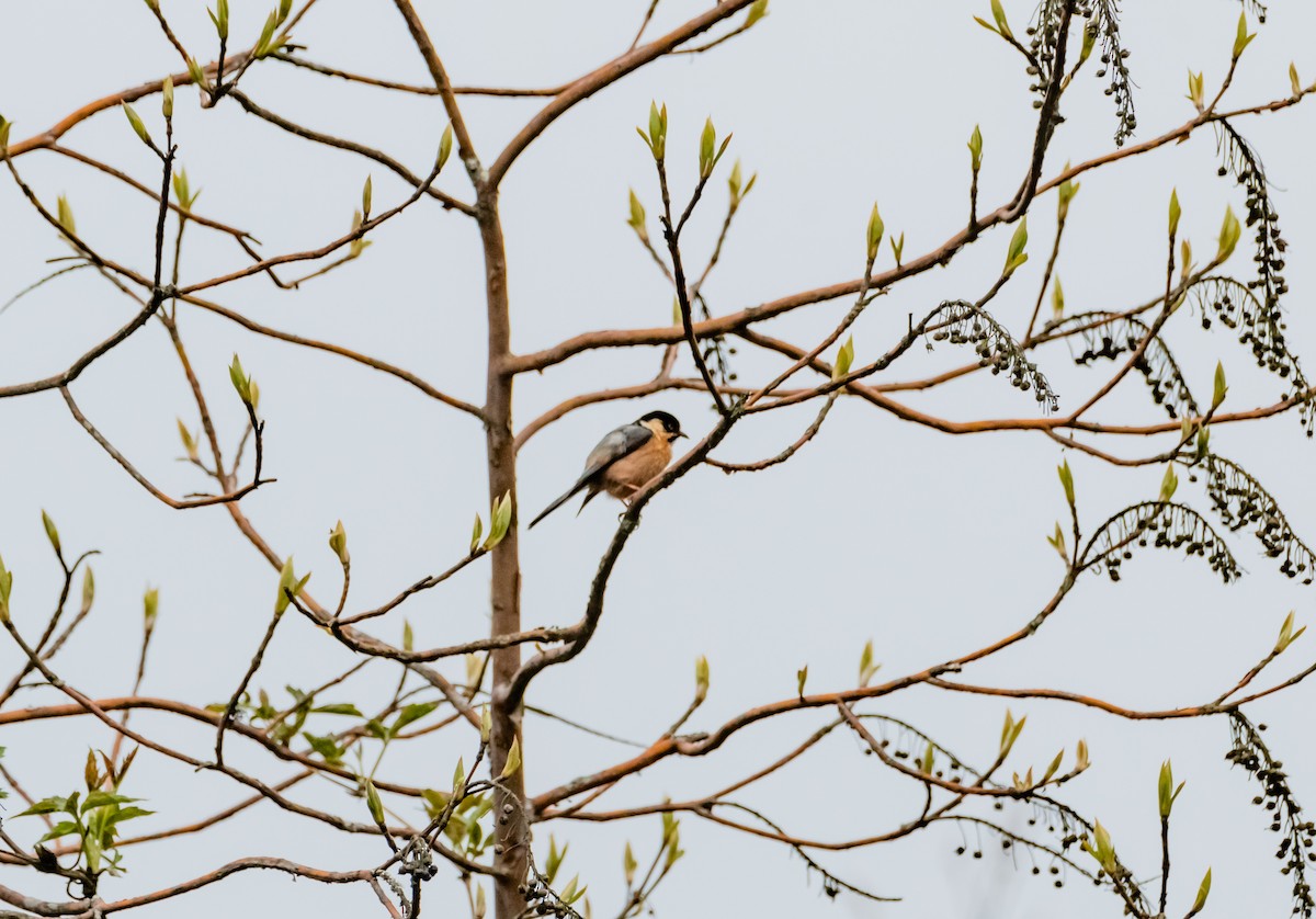 Black-browed Tit - ML619656295