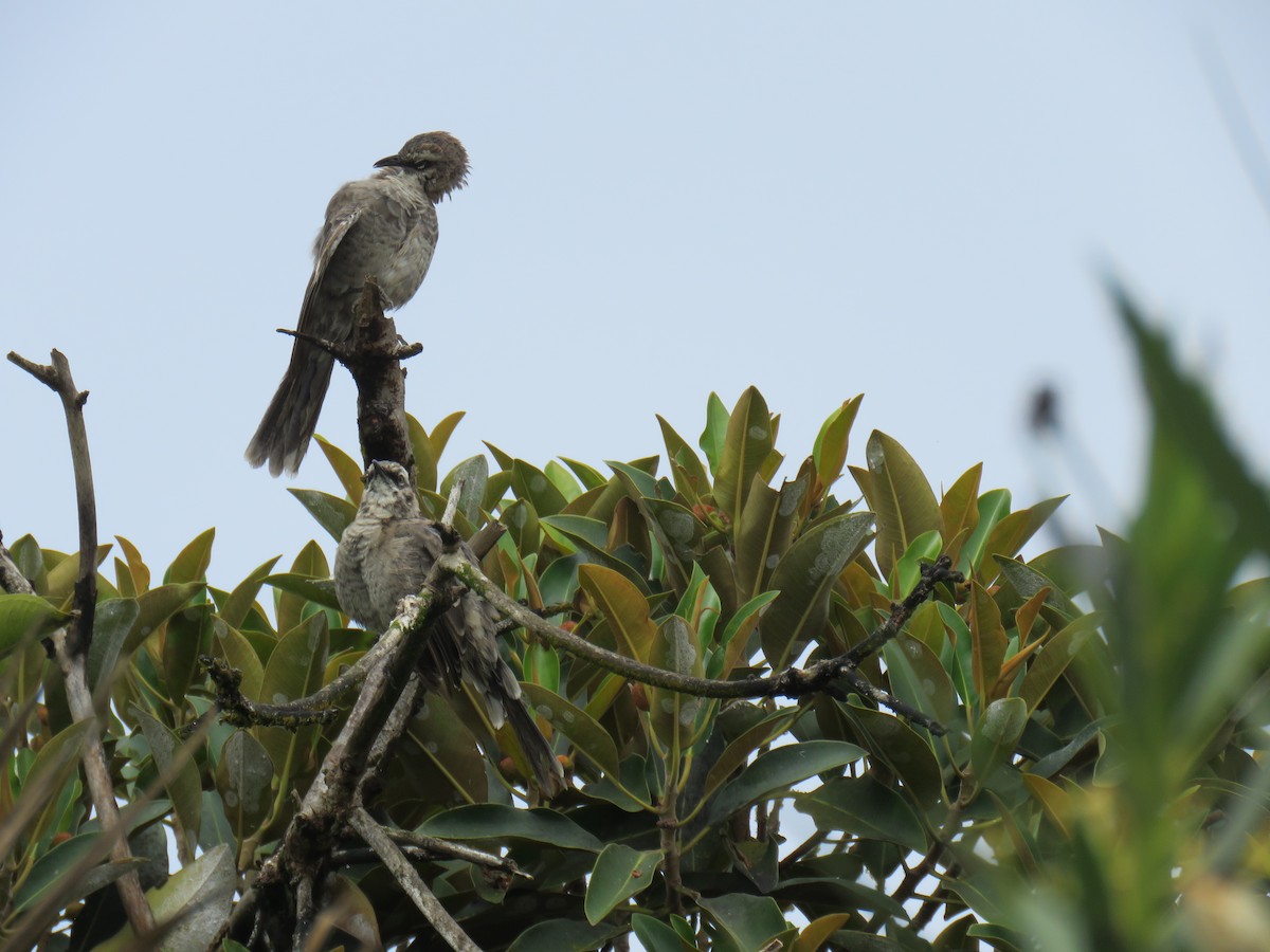 Long-tailed Mockingbird - Ron Batie