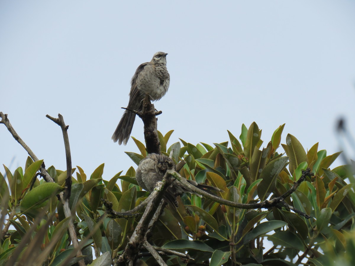 Long-tailed Mockingbird - Ron Batie