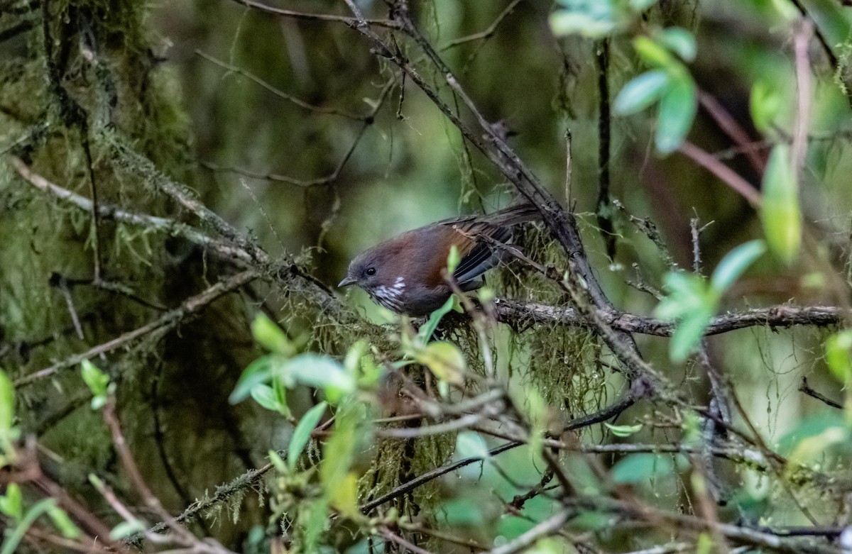 Brown-throated Fulvetta - Arun Raghuraman