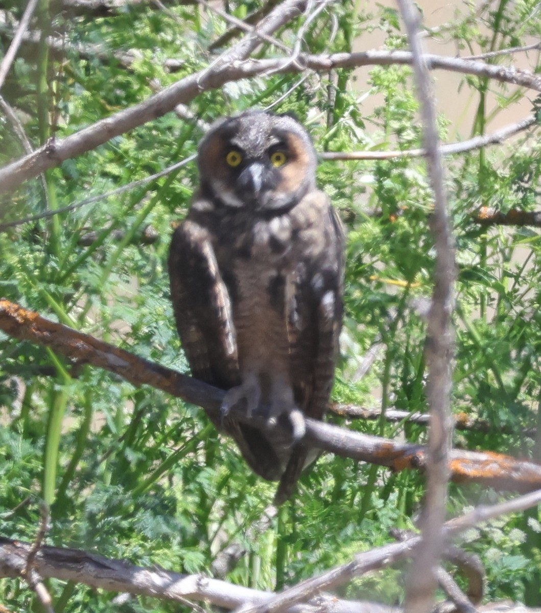 Long-eared Owl - Jim Parker