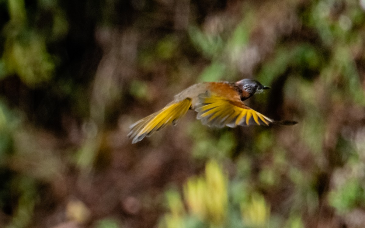Chestnut-crowned Laughingthrush - ML619656312