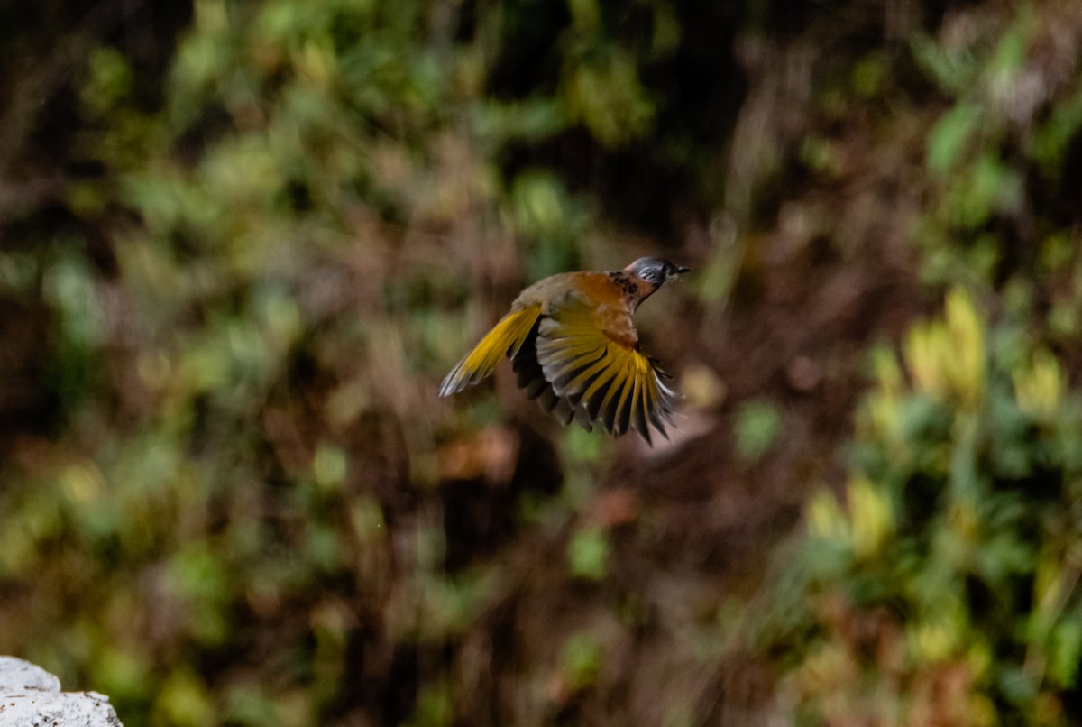 Chestnut-crowned Laughingthrush - ML619656313