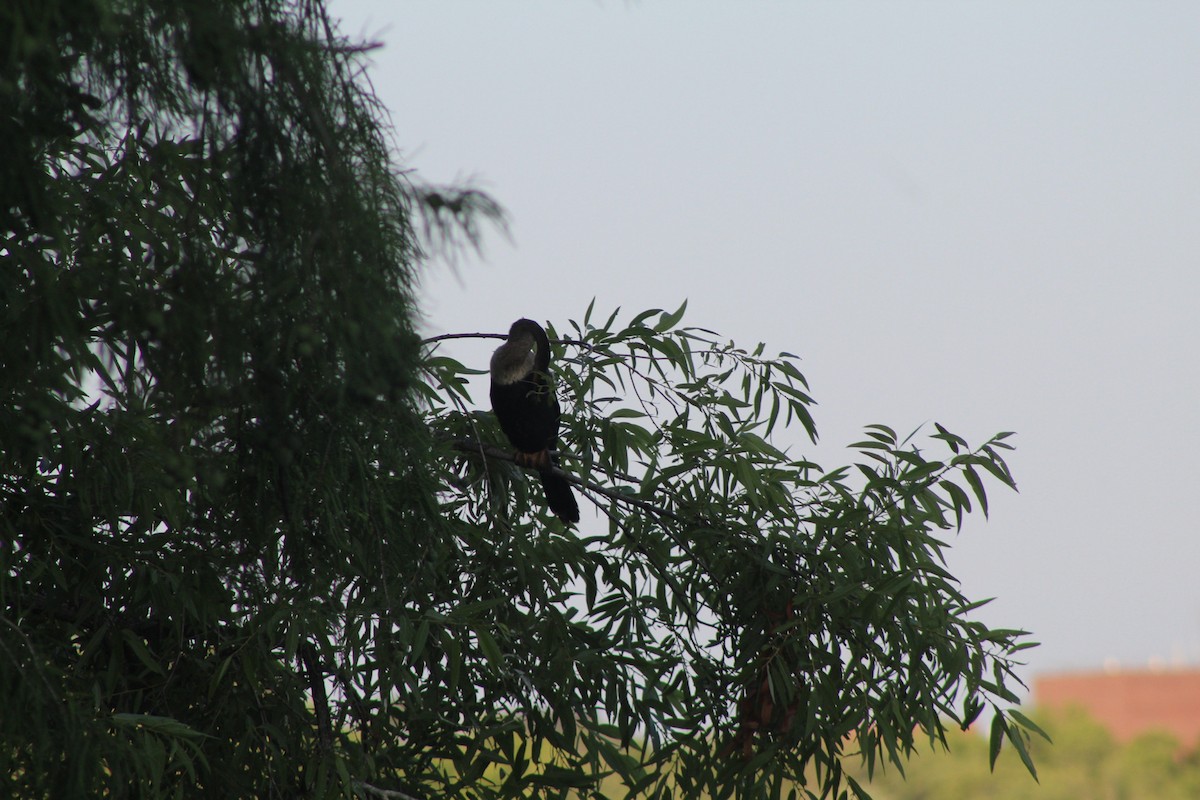 Anhinga - Angely Galvez