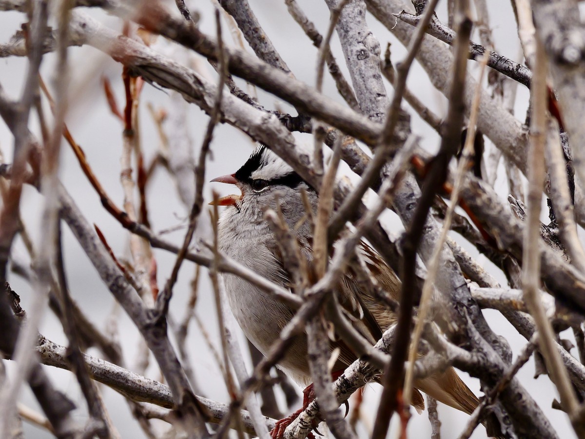 White-crowned Sparrow - Brett Hartl