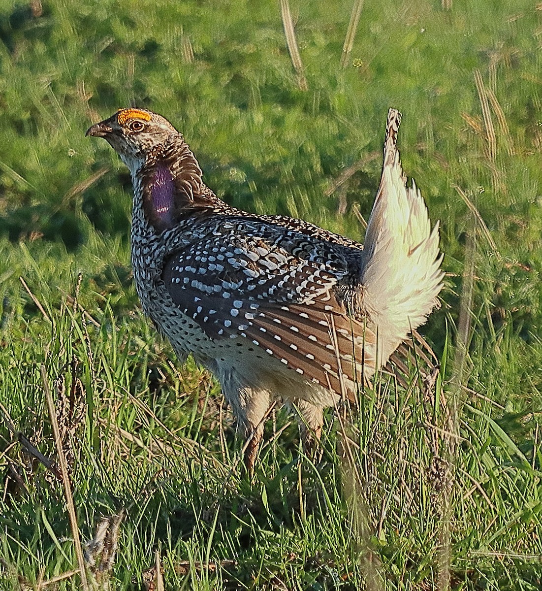 Sharp-tailed Grouse - Brian Cox