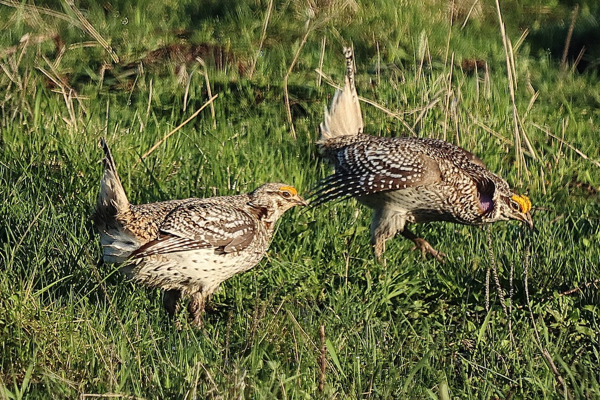 Sharp-tailed Grouse - Brian Cox