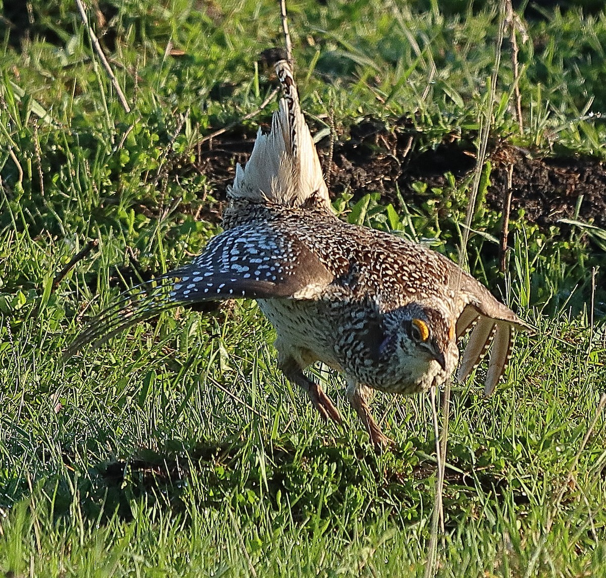 Sharp-tailed Grouse - Brian Cox