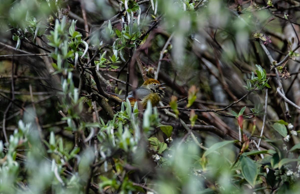 Chestnut-tailed Minla - Arun Raghuraman