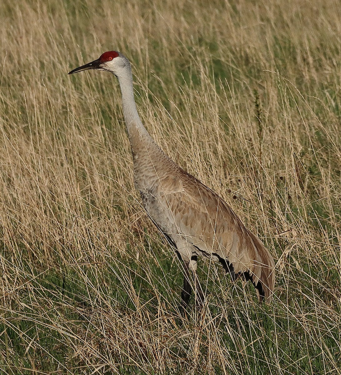 Sandhill Crane - Brian Cox