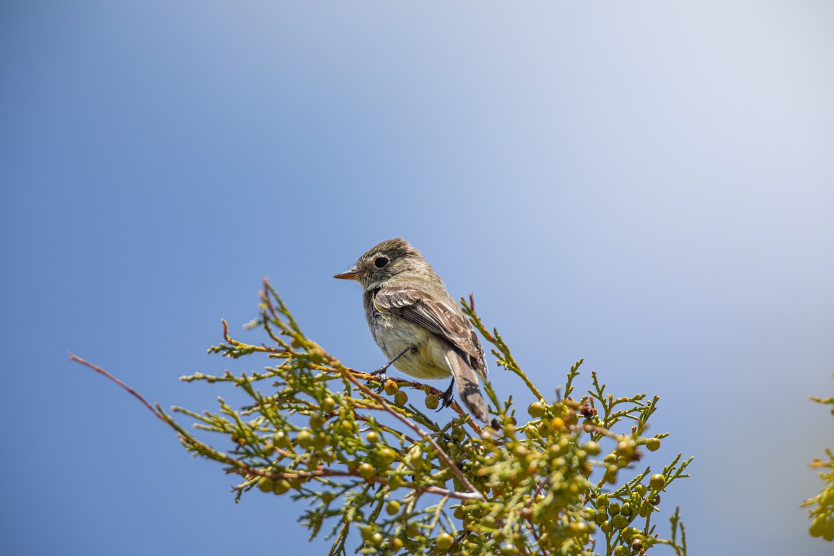 Dusky Flycatcher - ML619656327