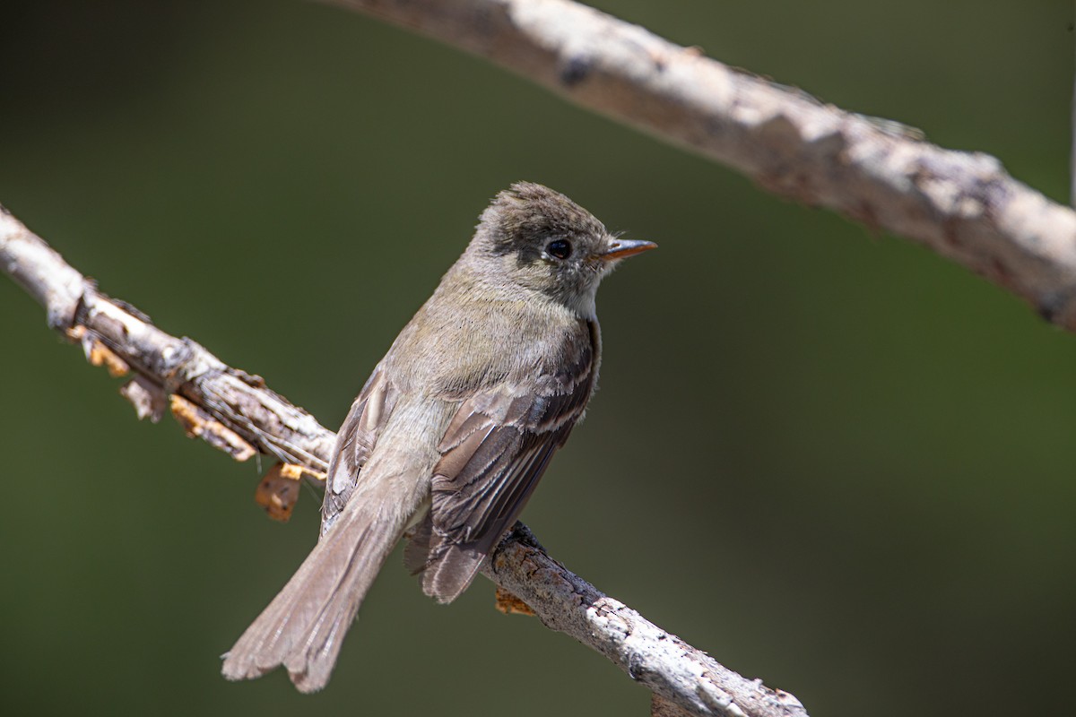 Dusky Flycatcher - Caleb Nelson