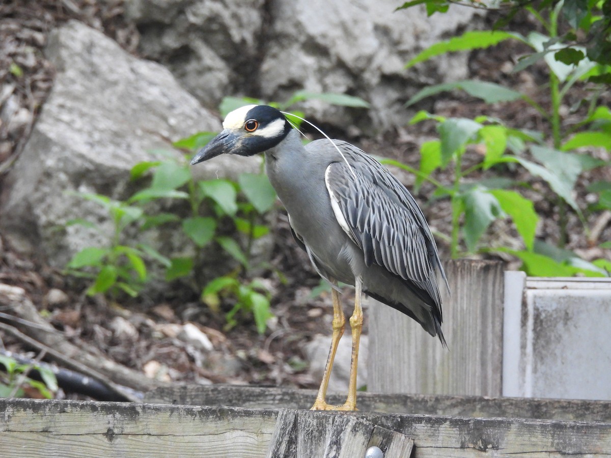 Yellow-crowned Night Heron - Cindy Millford