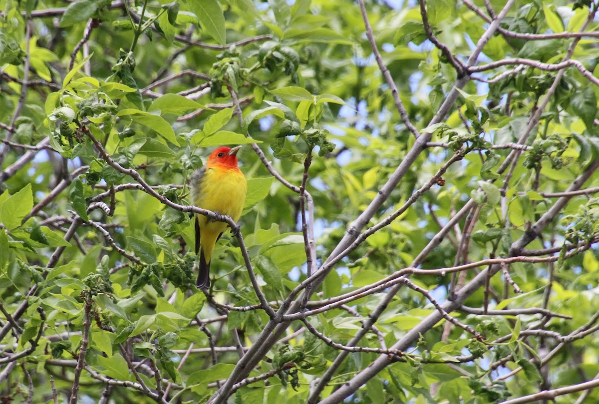 Western Tanager - Jared Peck