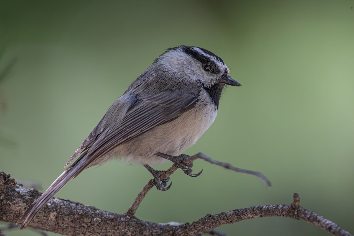 Mountain Chickadee - ML619656350