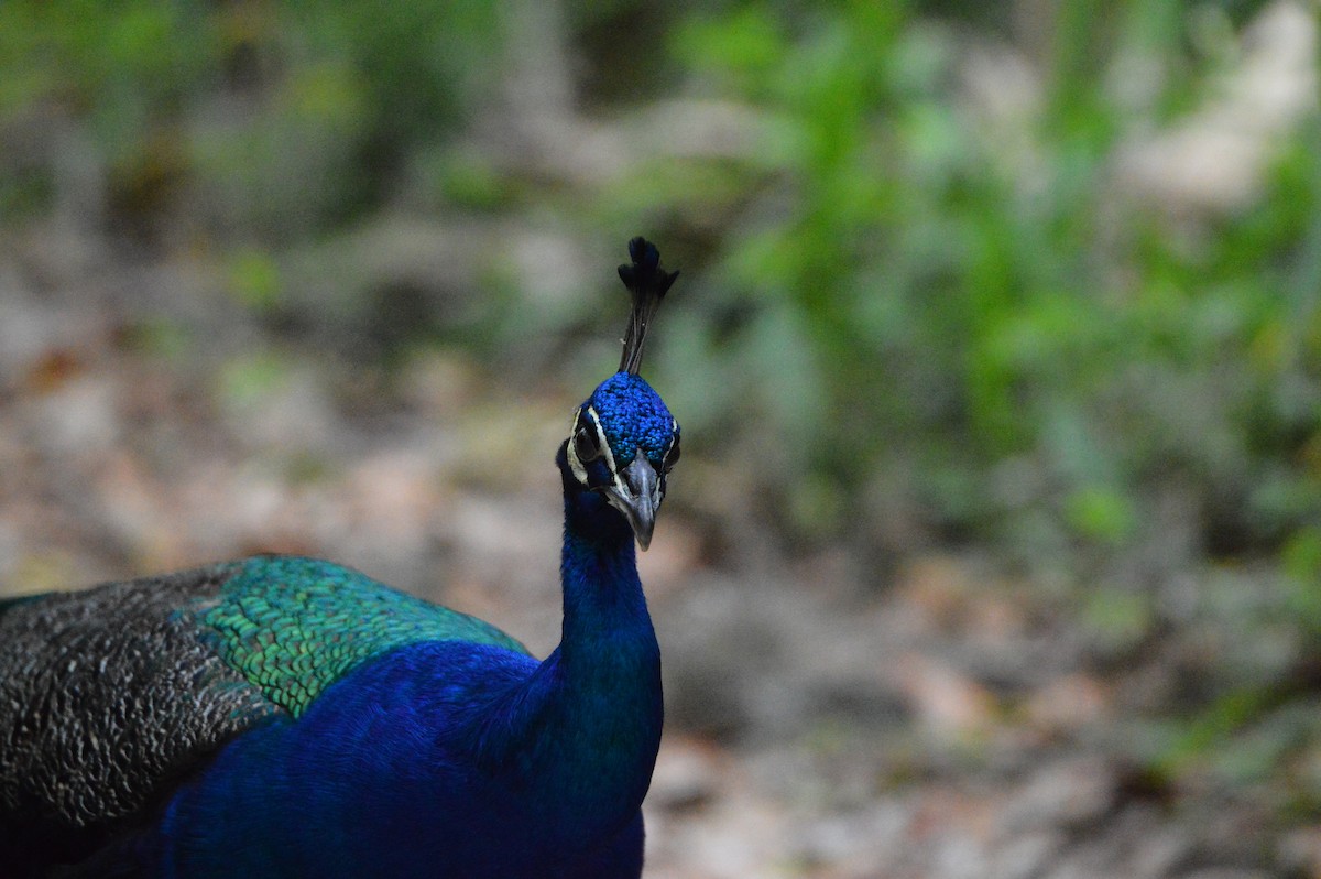 Indian Peafowl - Jackson and Jasmin Woodall