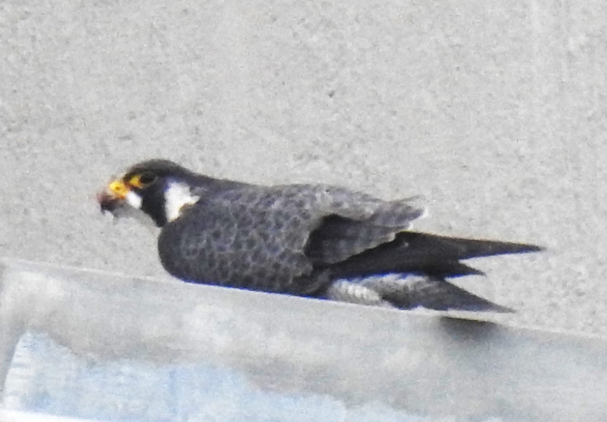 Peregrine Falcon - Lucio 'Luc' Fazio