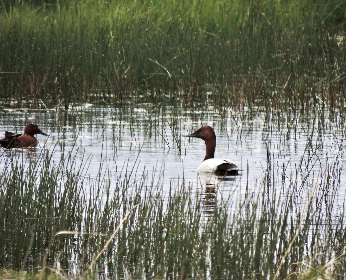 Canvasback - Sylvia Maulding