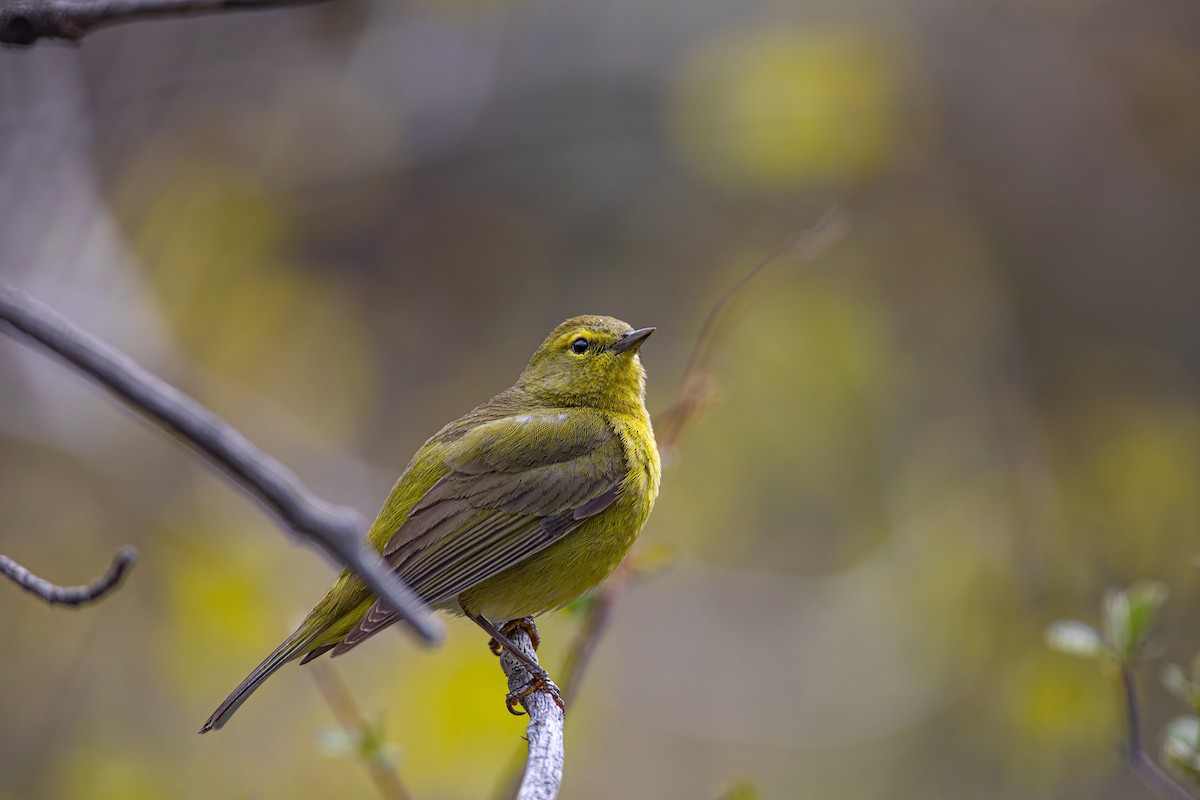 Orange-crowned Warbler - ML619656388