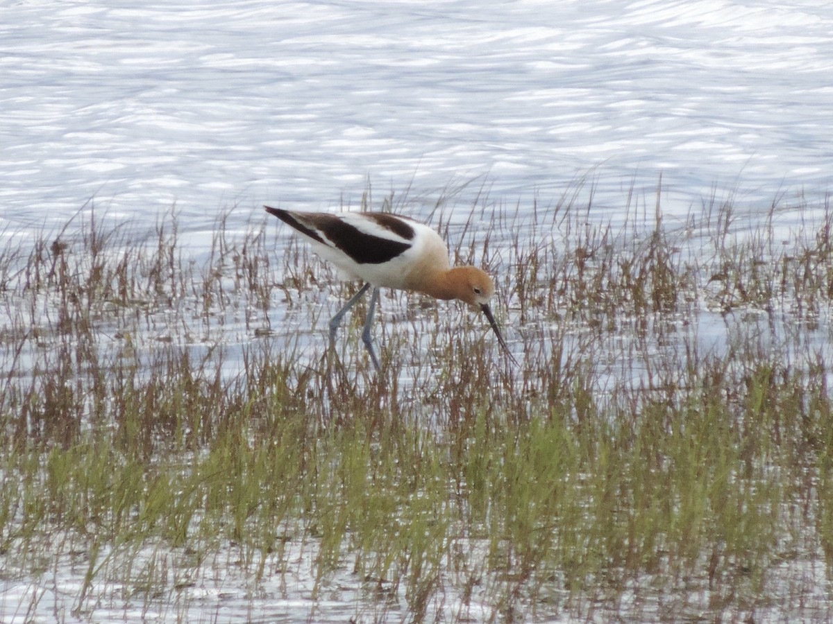 American Avocet - Sylvia Maulding