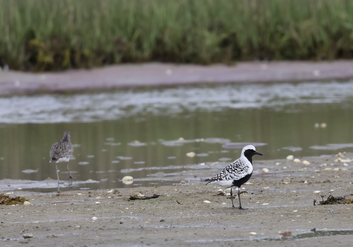 Black-bellied Plover - Lisa Goodwin