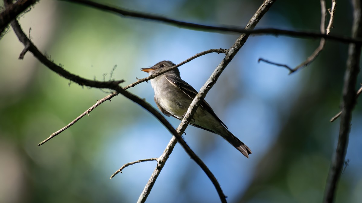 Eastern Wood-Pewee - Rob Cochran