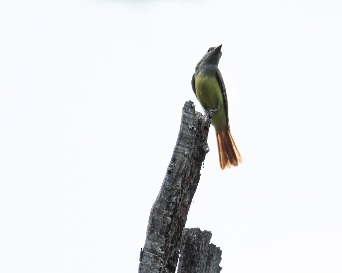 Great Crested Flycatcher - Rob Cochran