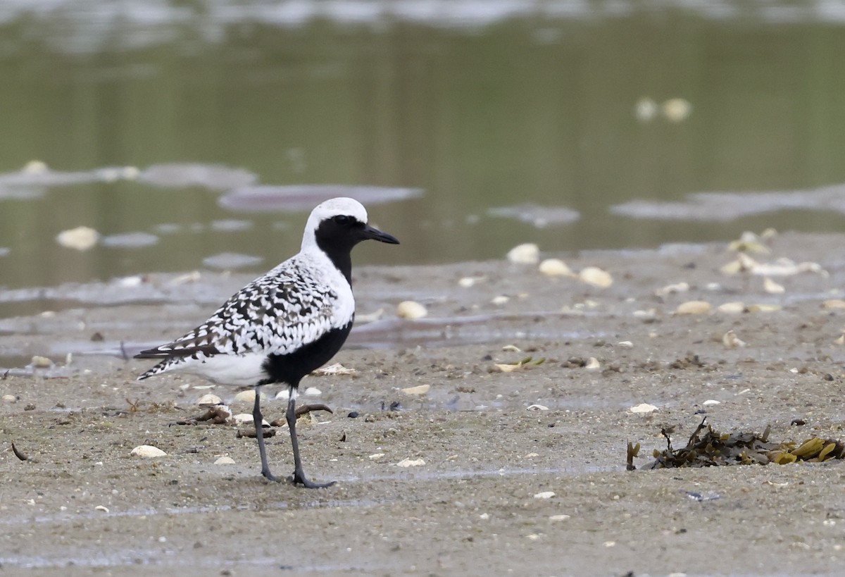 Black-bellied Plover - Lisa Goodwin