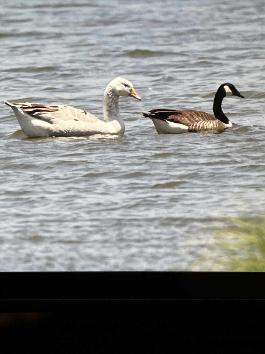 Canada Goose - Cheryl White