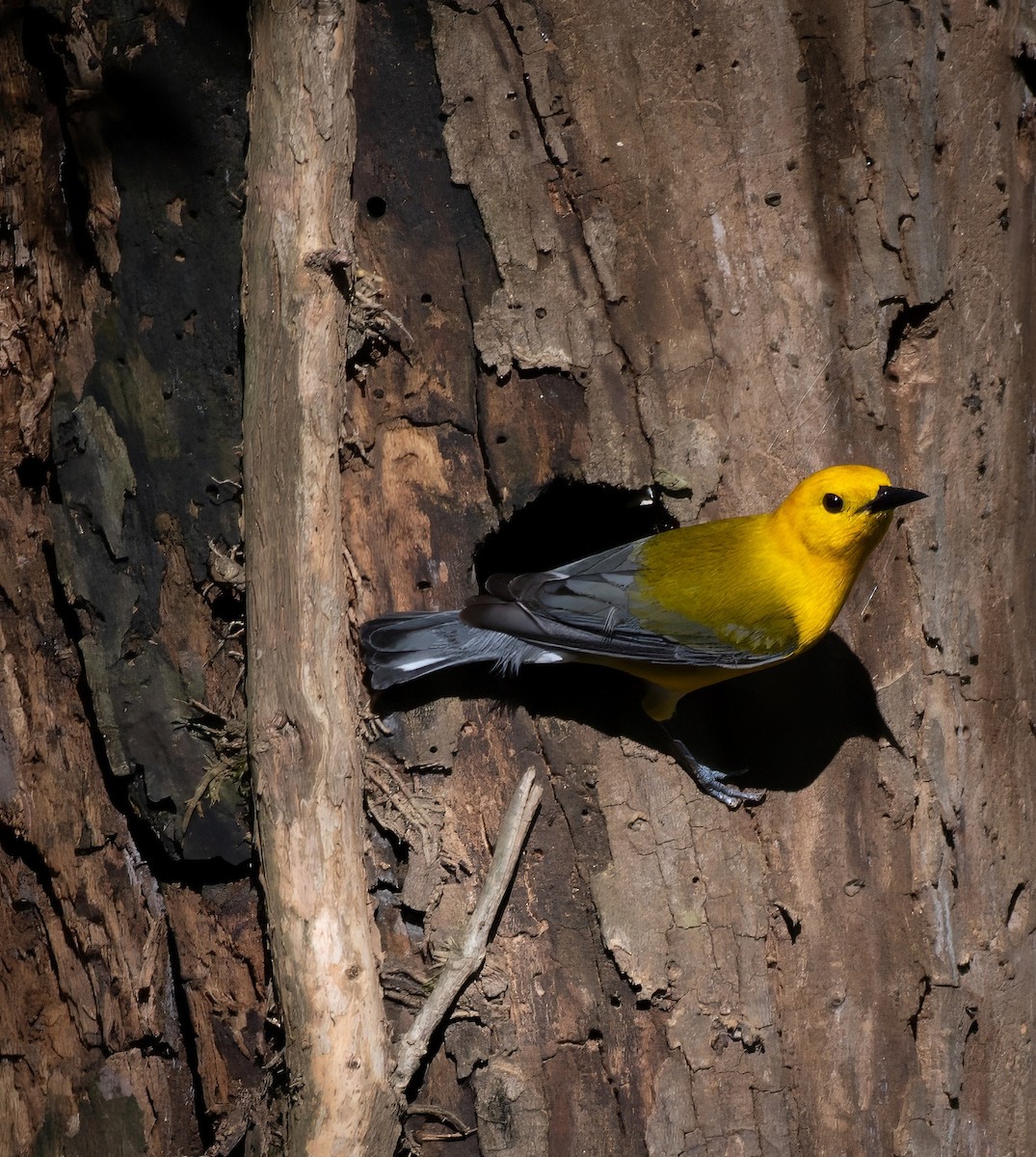 Prothonotary Warbler - Rob Cochran