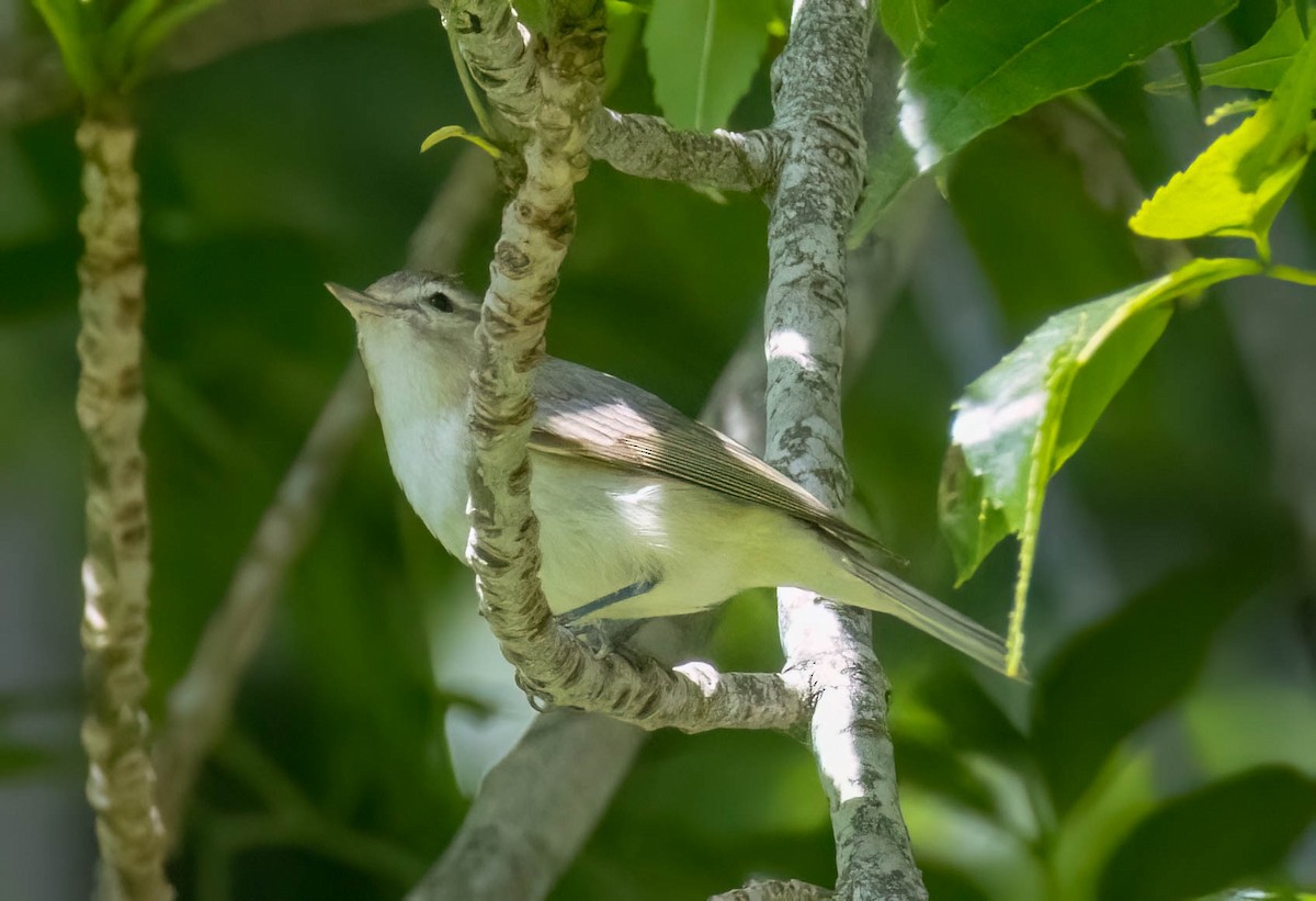 Warbling Vireo - Christine Jacobs