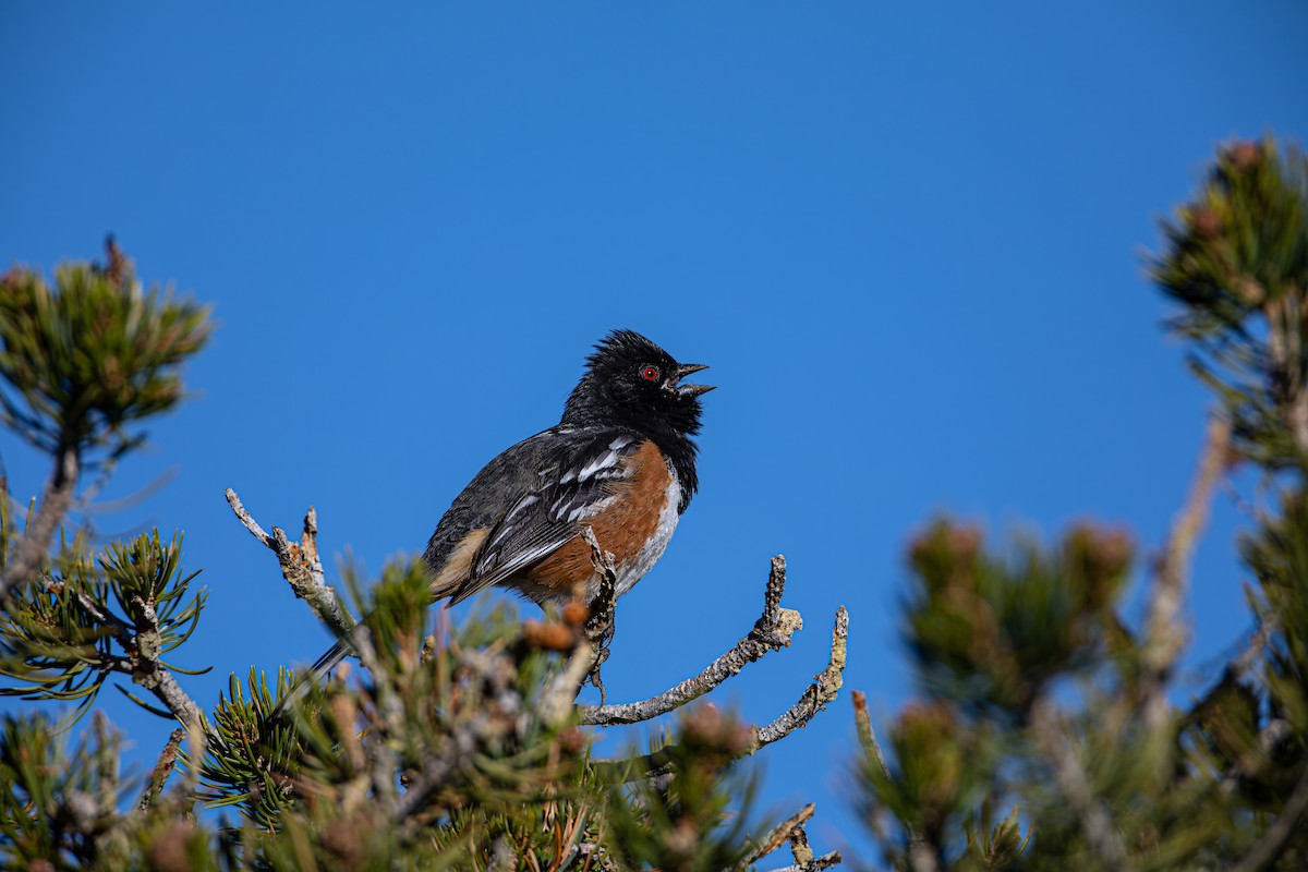 Spotted Towhee - Caleb Nelson