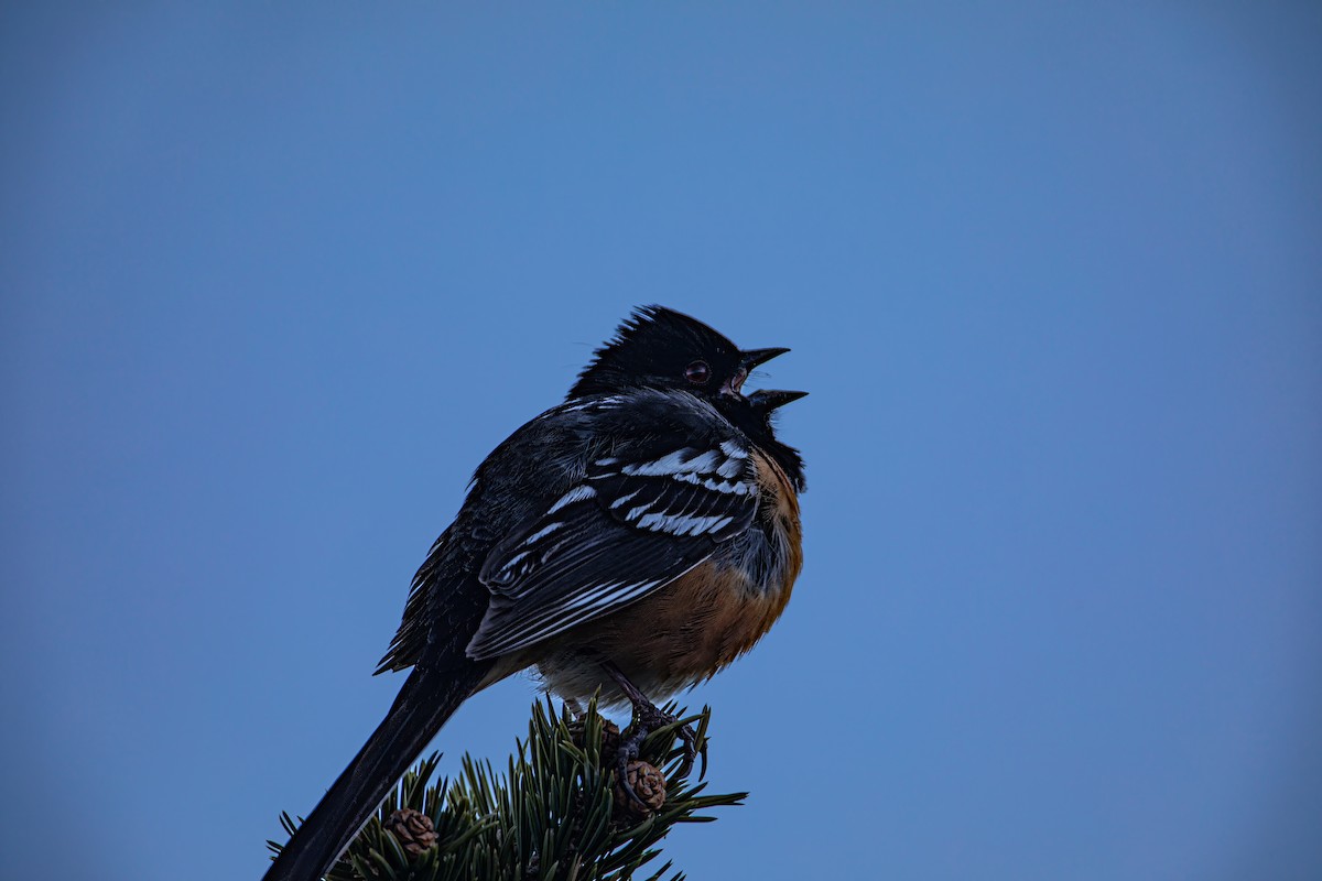 Spotted Towhee - ML619656429