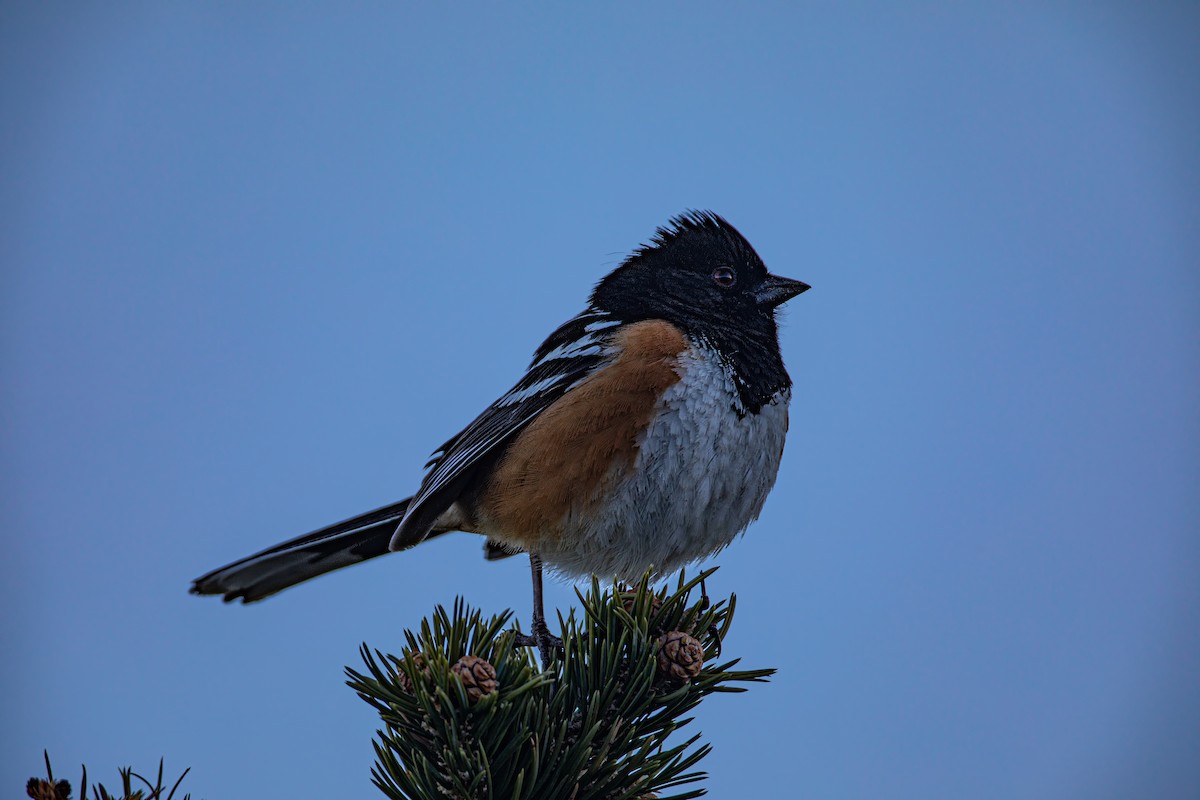 Spotted Towhee - Caleb Nelson