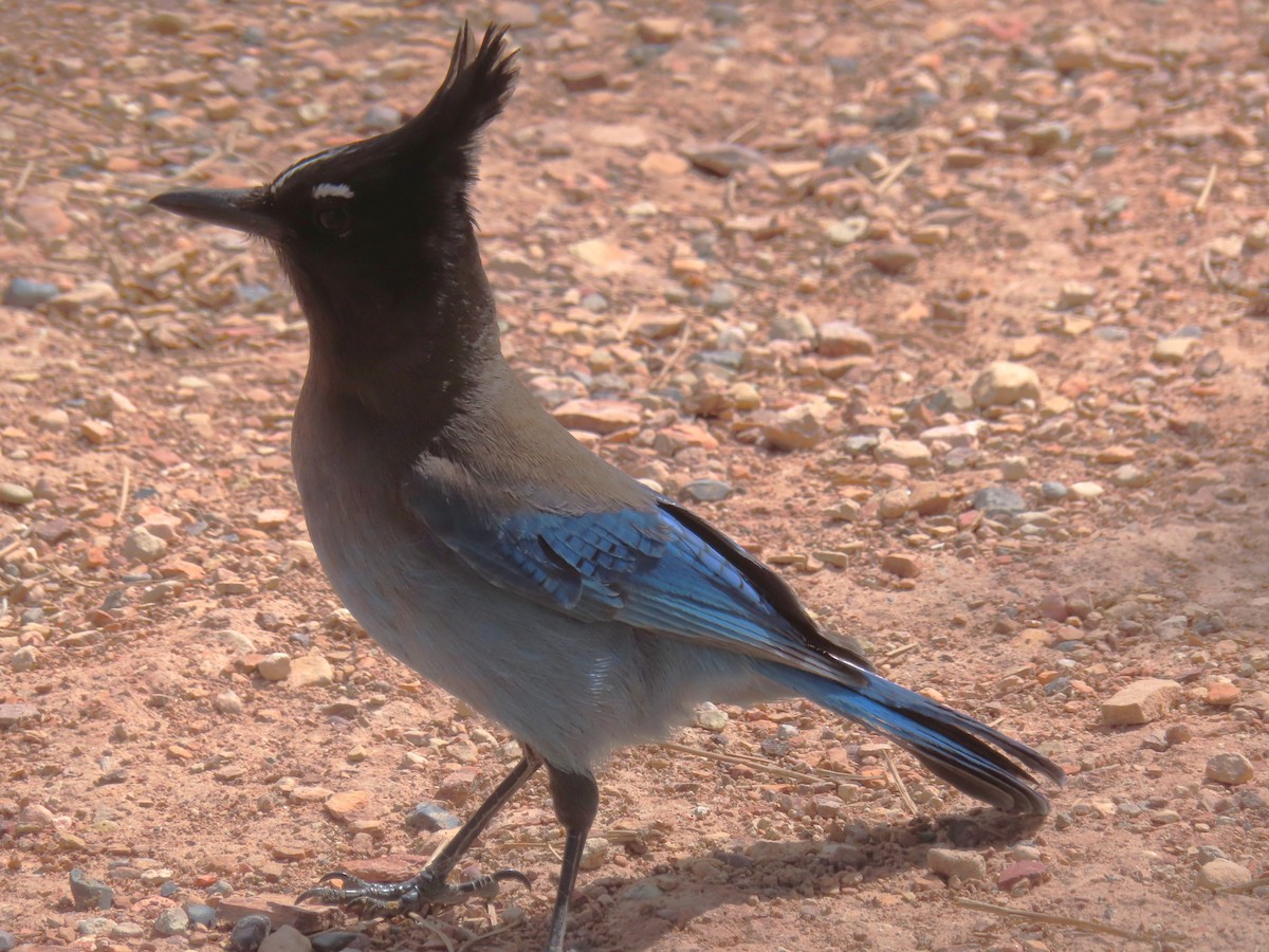 Steller's Jay - Ursula  Mitra