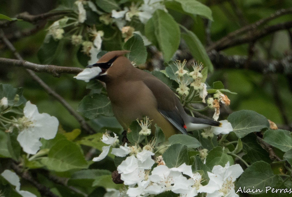 Cedar Waxwing - Alain Perras