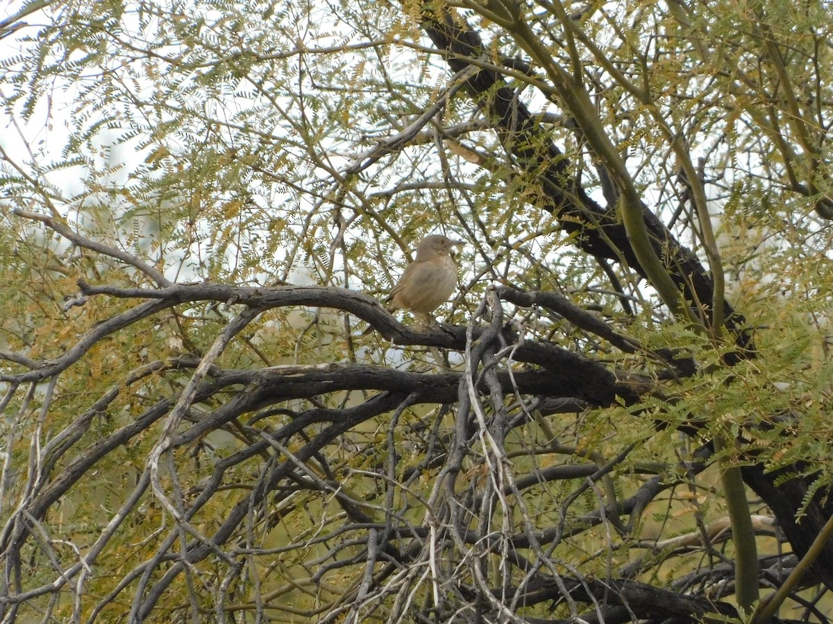 Bendire's Thrasher - ML619656440