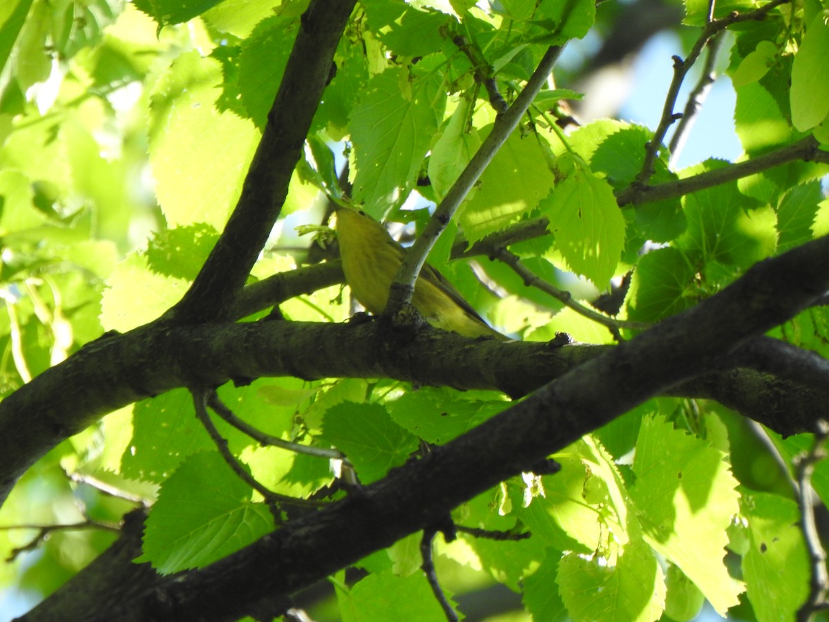 Yellow Warbler (Northern) - Liren Varghese